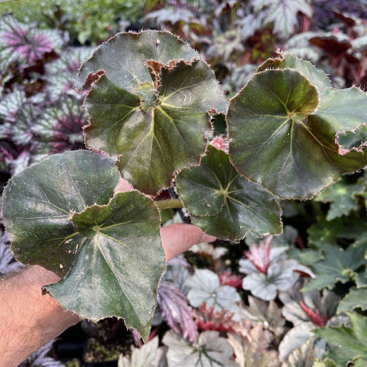 Begonia ‘frosty fairyland’