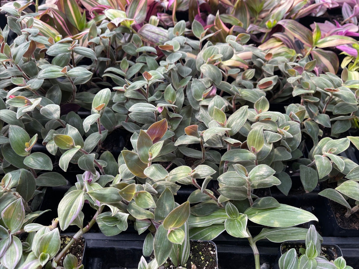Tradescantia chrysophylla! “BABY BUNNY BELLIES” - 3 Large cuttings