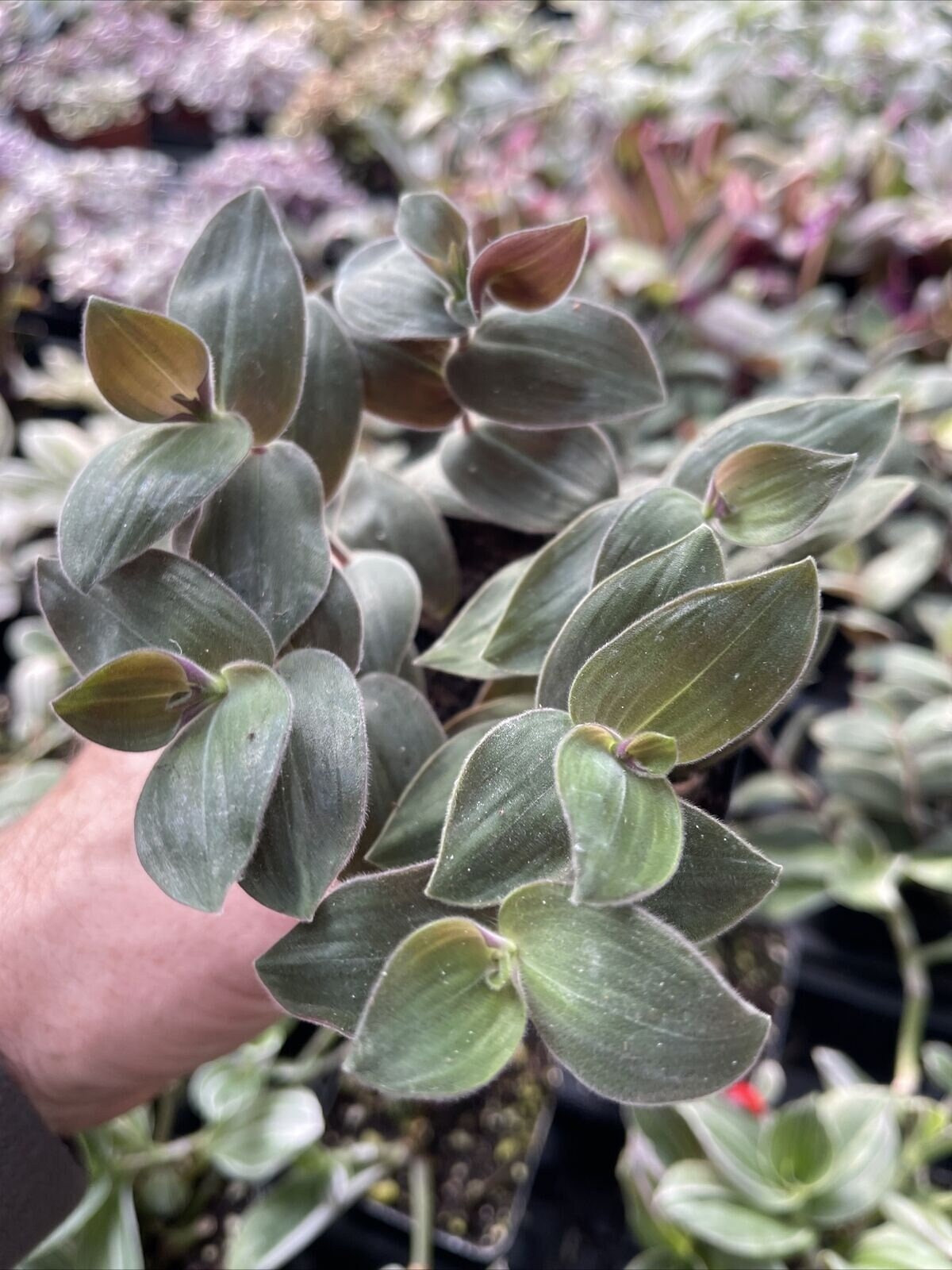 Tradescantia chrysophylla! “BABY BUNNY BELLIES” - 3 Large cuttings