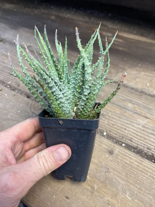 Aloe HUMILLIS - Easy care succulent plant!