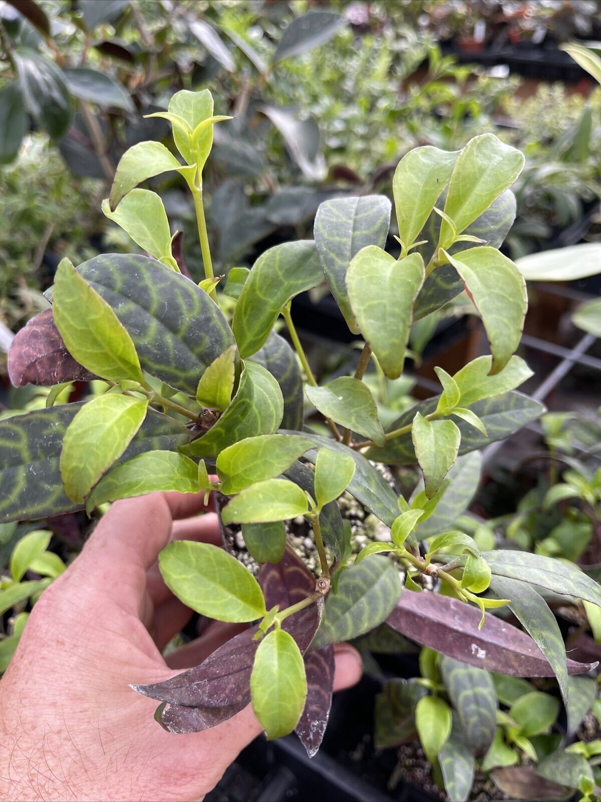AESCHYNANTHUS LONGICAULIS "zebra lipstick plant" ! Interesting hard