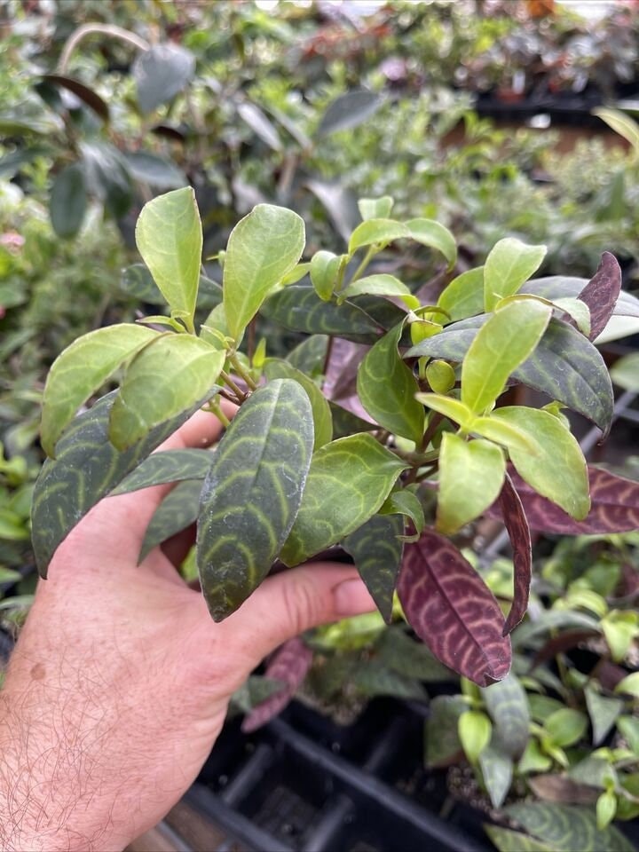AESCHYNANTHUS LONGICAULIS "zebra lipstick plant" ! Interesting hard