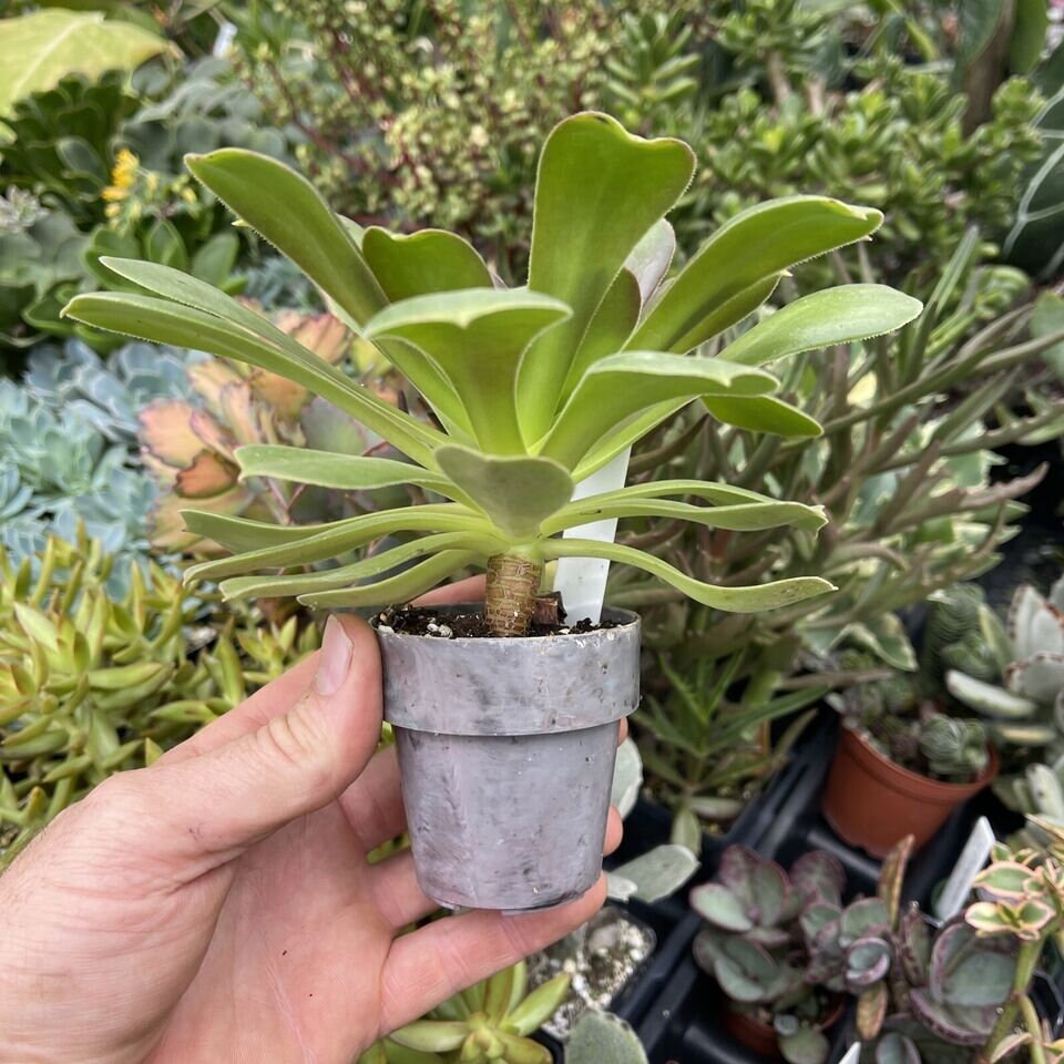 Aeonium arboreum ‘atropurpureum’