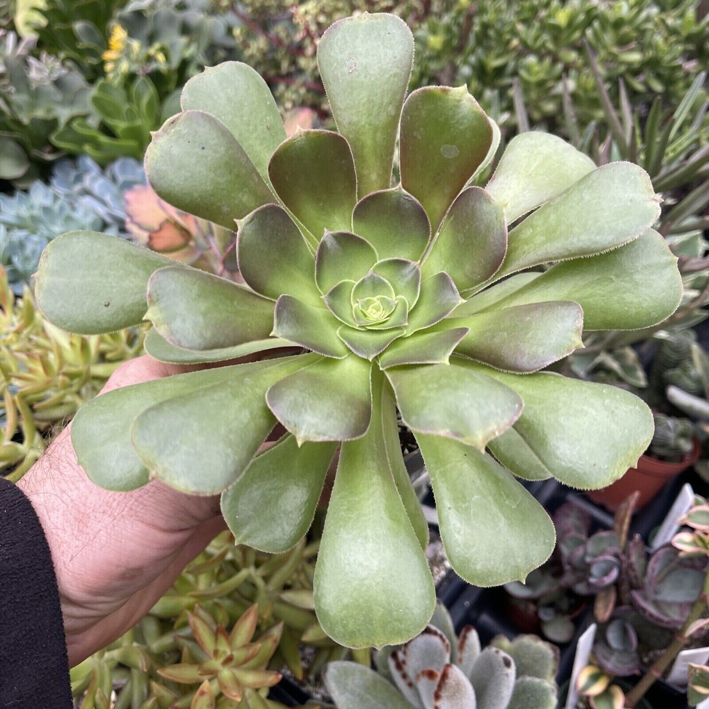 Aeonium arboreum ‘atropurpureum’