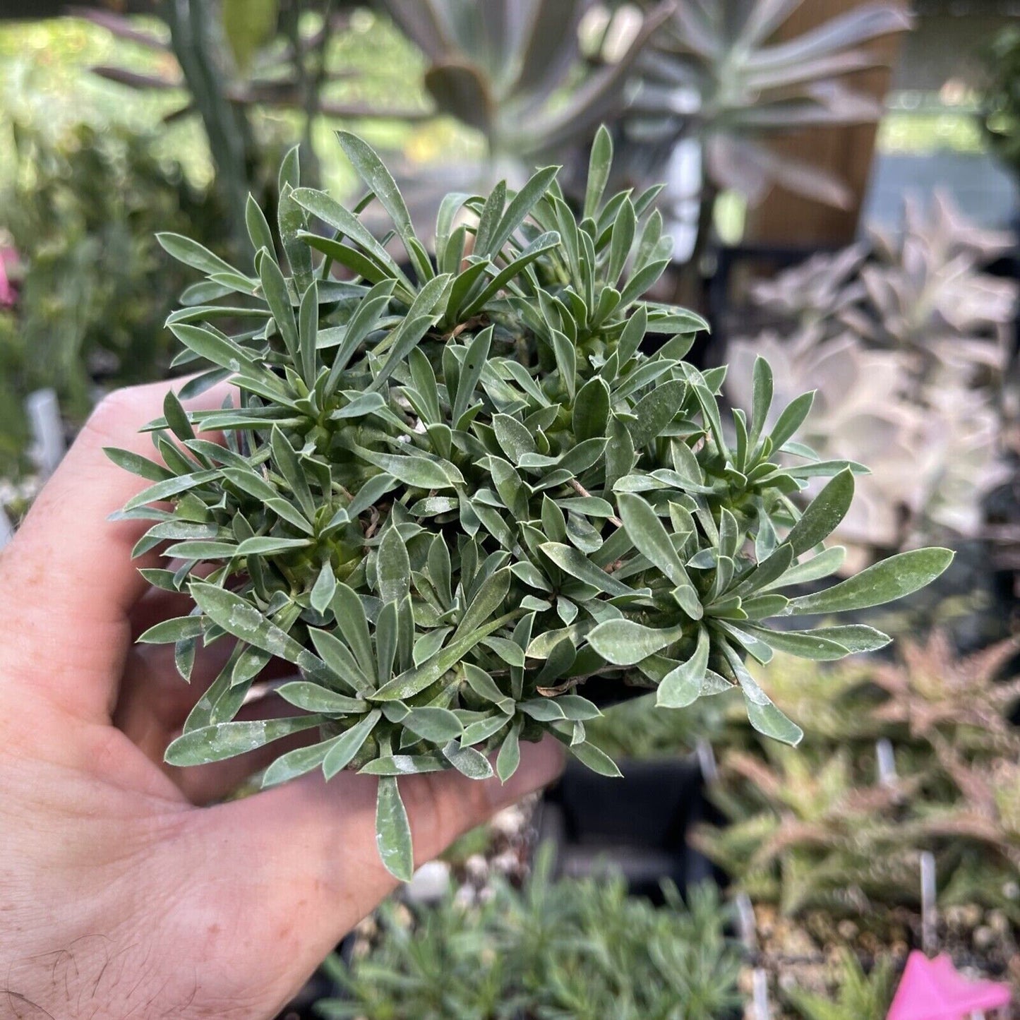 EUPHORBIA X JAPONICA cluster - Lots of heads!