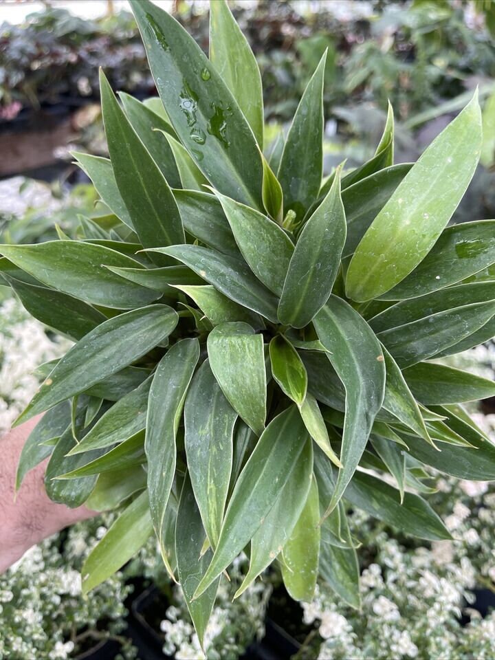 Philodendron ‘WEND-IMBE’ - Very full pot
