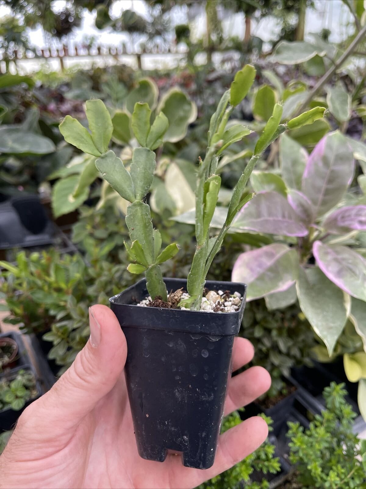 True Christmas cactus - SCHLUMBERGERA X BUCKLEYI - Rooted plants