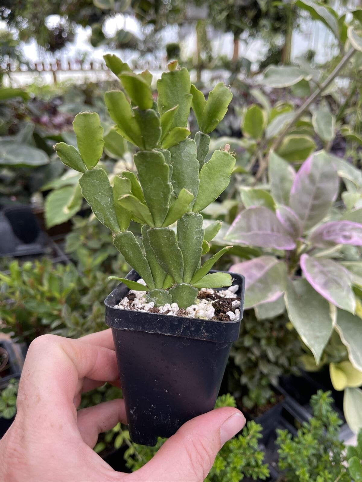 True Christmas cactus - SCHLUMBERGERA X BUCKLEYI - Rooted plants