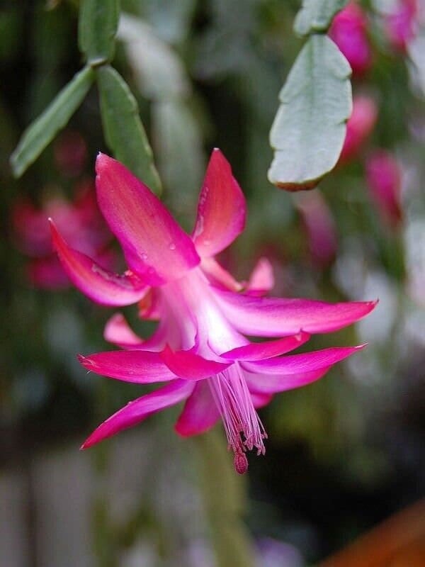 True Christmas cactus - SCHLUMBERGERA X BUCKLEYI - Rooted plants