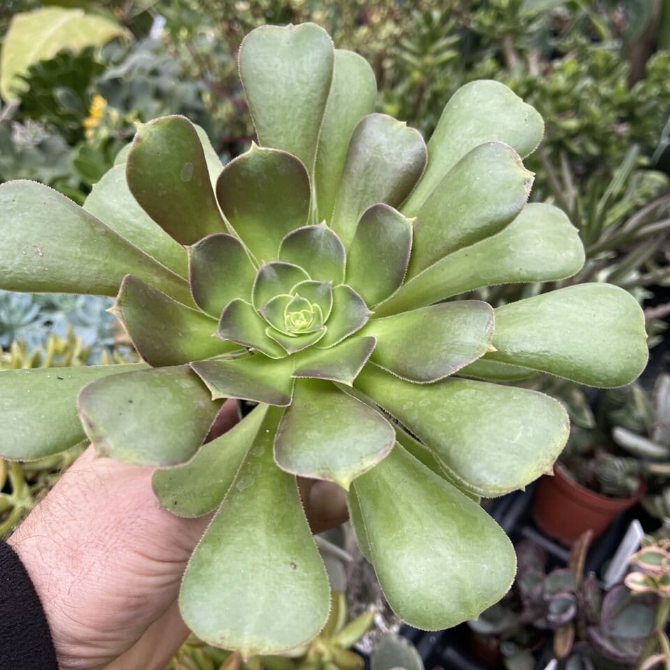 Aeonium arboreum ‘atropurpureum’