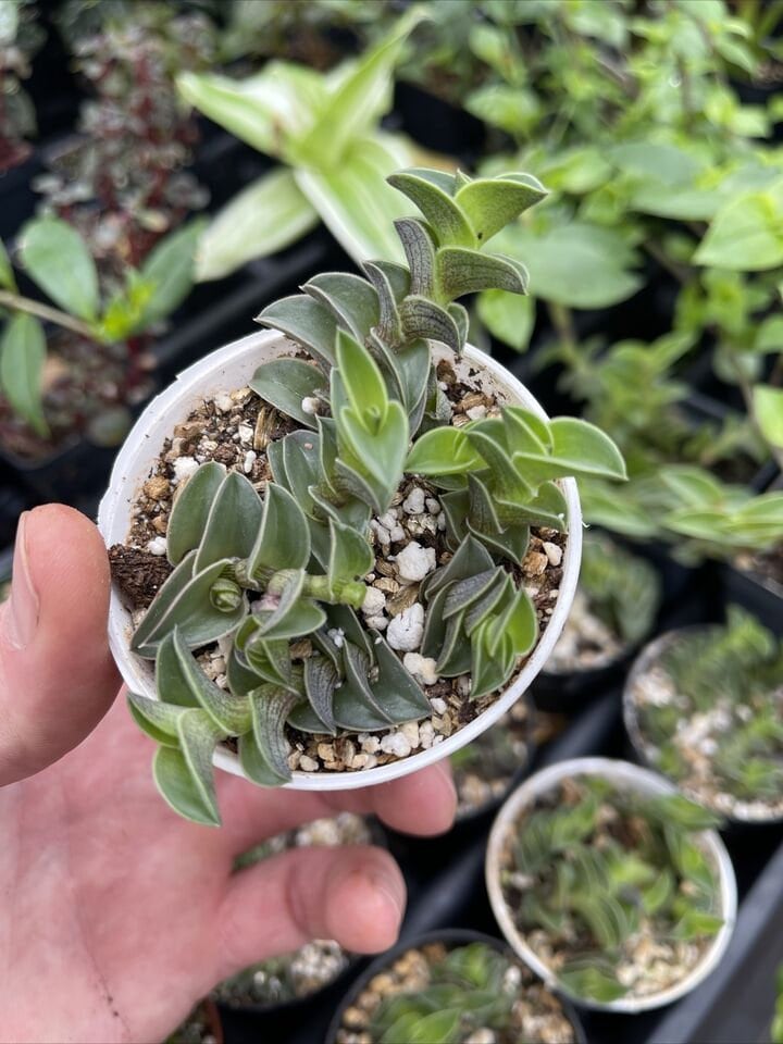 CALLISIA NAVICULARIS! neat succulent plant!