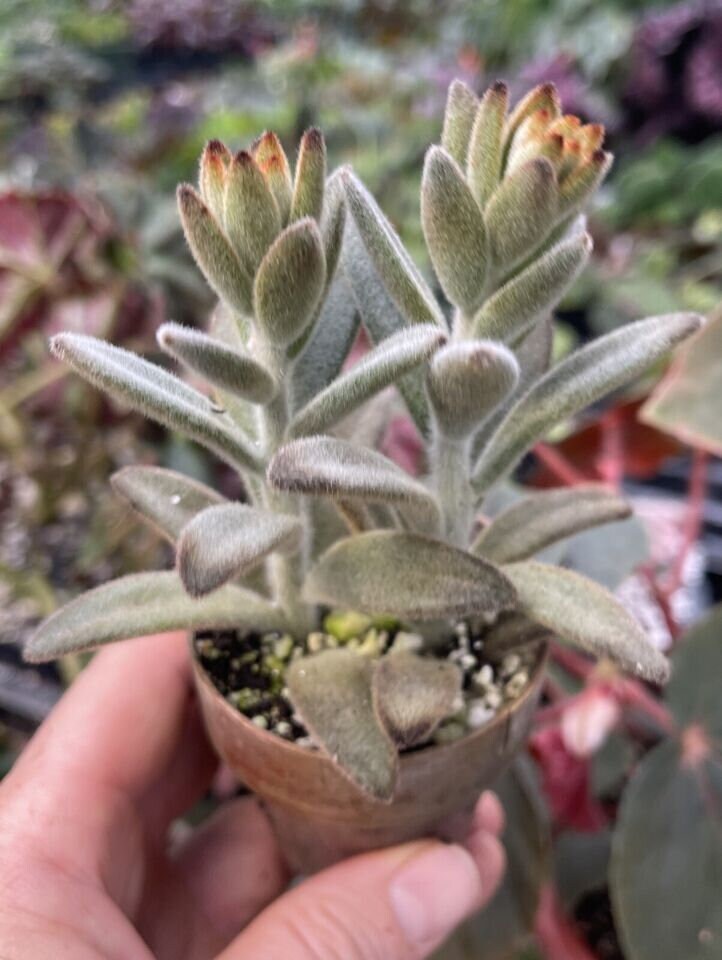 Kalanchoe tomentosa ‘ CHOCOLATE SOLDIER ’
