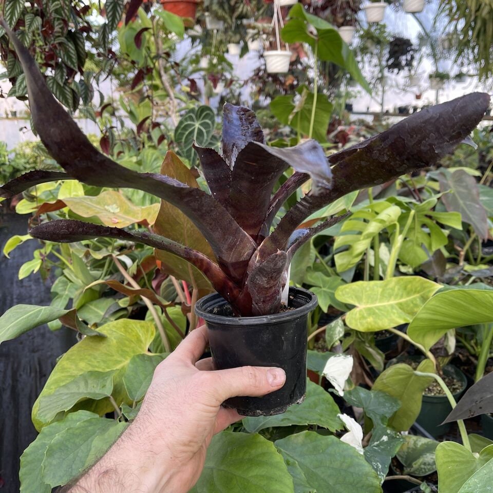 Neorogelia ‘GROVES RED TIGER’