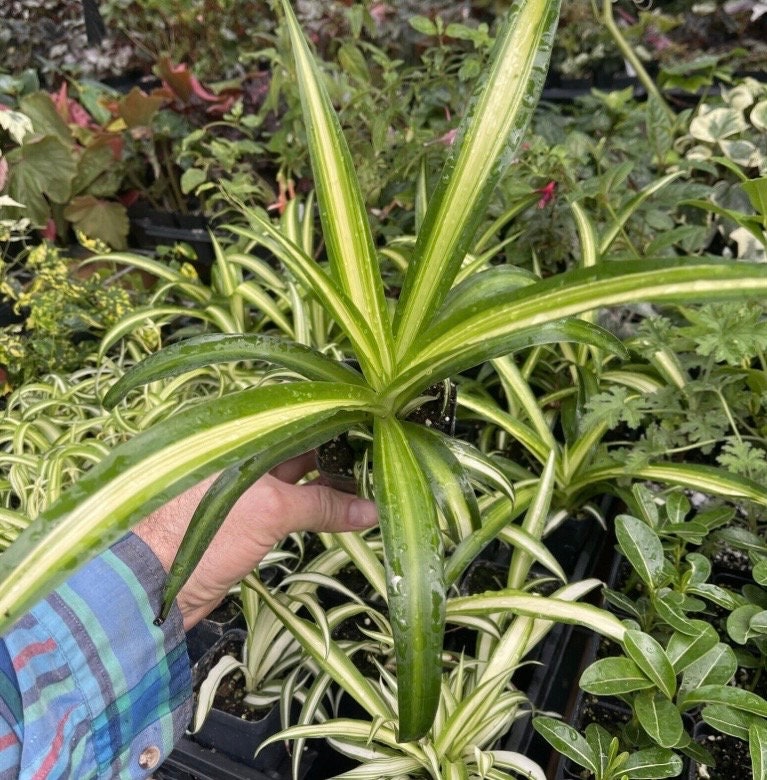 Spider Plant - Chlorophytum commosum ‘HAWAIIAN’!