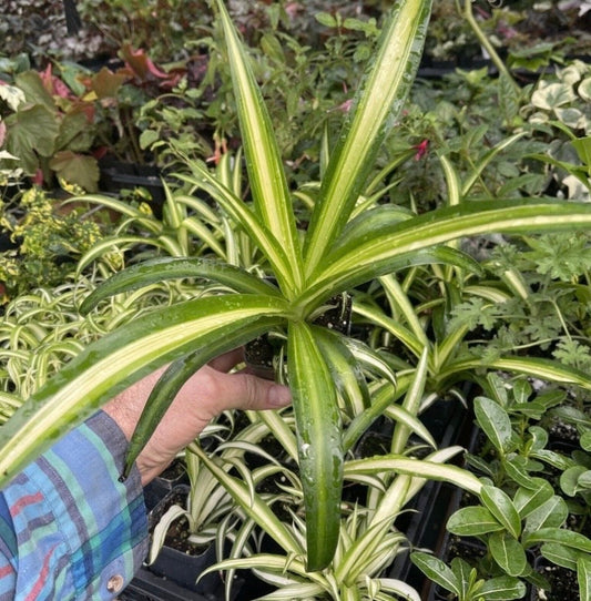 Spider Plant - Chlorophytum commosum ‘HAWAIIAN’!