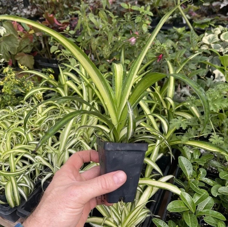 Spider Plant - Chlorophytum commosum ‘HAWAIIAN’!